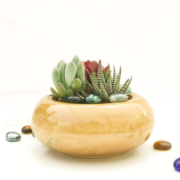 assorted succulent set of 3 with ceramic pot assorted succulent set of 3