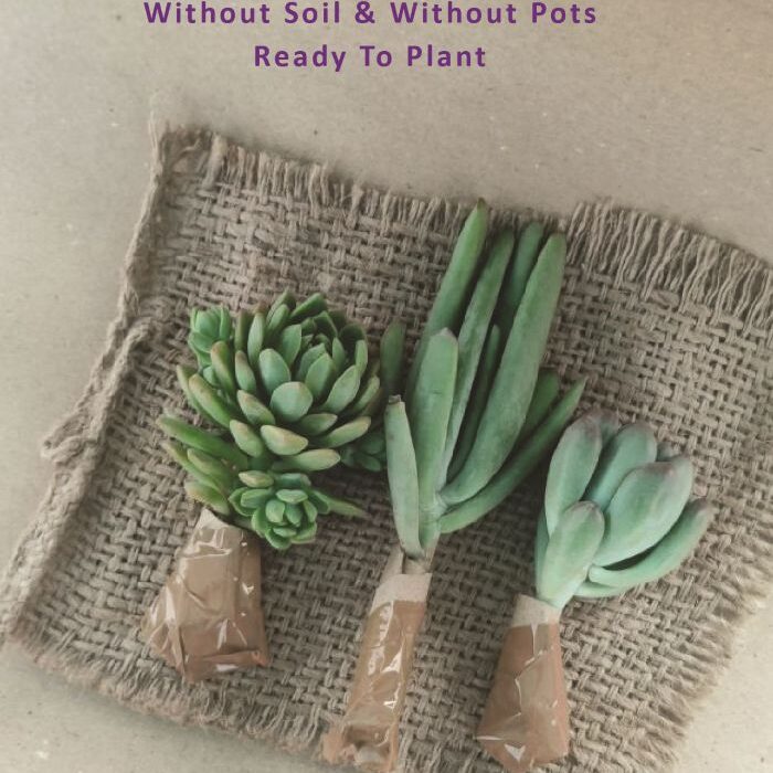 bare rooted plants
