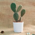 bunny ear cactus