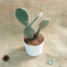 bunny ear cactus plant