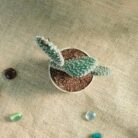 bunny ear cacti