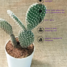 bunny ear cactus care