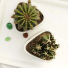 Cactus set of 2