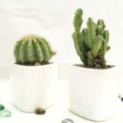 cactus set of 2