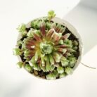 cobweb houseleek