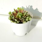 cobweb houseleek