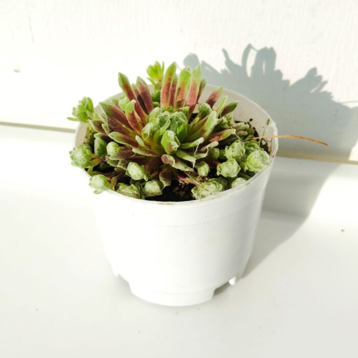 cobweb houseleek