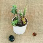 crassula parforata