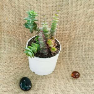 crassula parforata