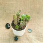 crassula parforata