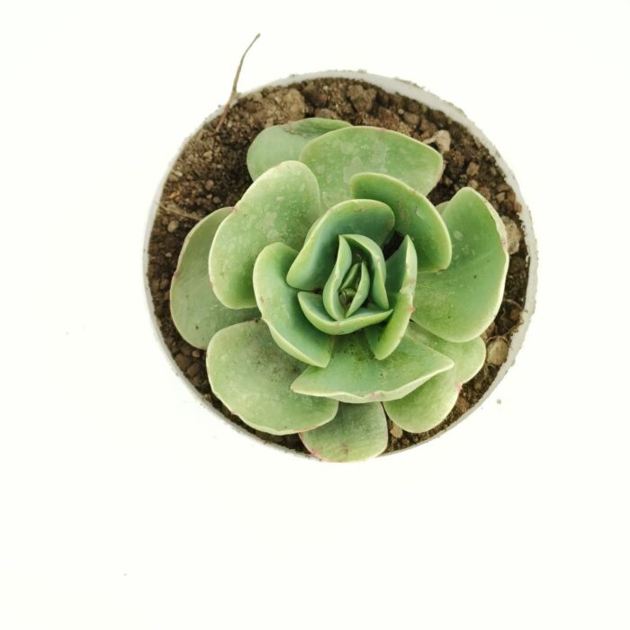 echeveria green spoon