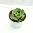 echeveria green spoon