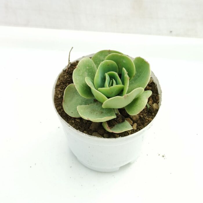 echeveria green spoon