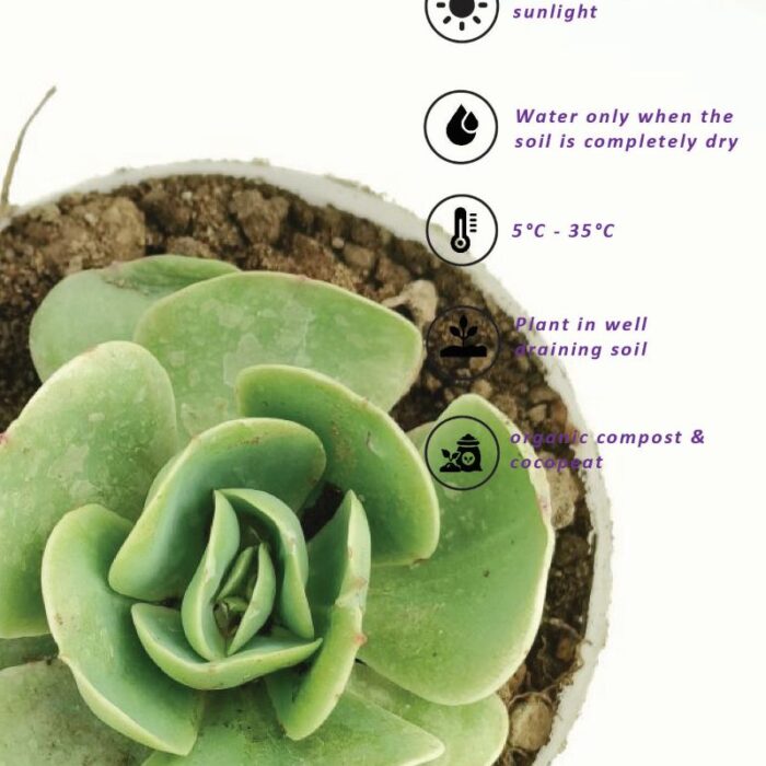 echeveria spoon care