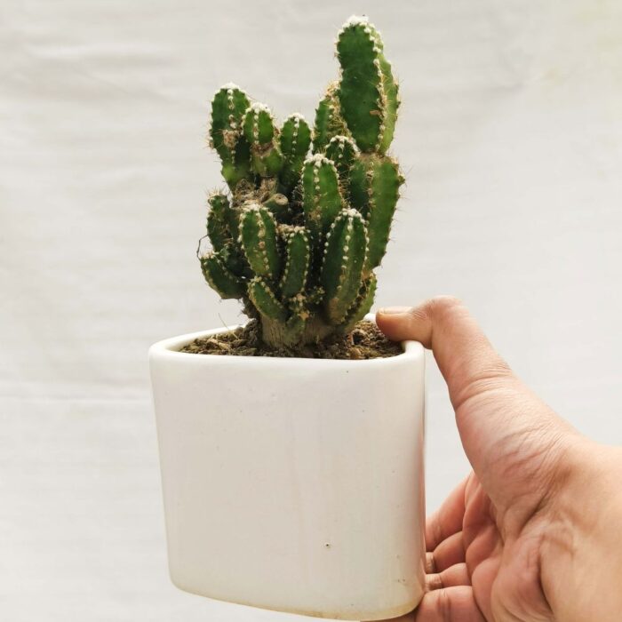 fairy castle cactus
