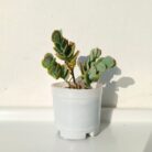 Kalanchoe marnieriana