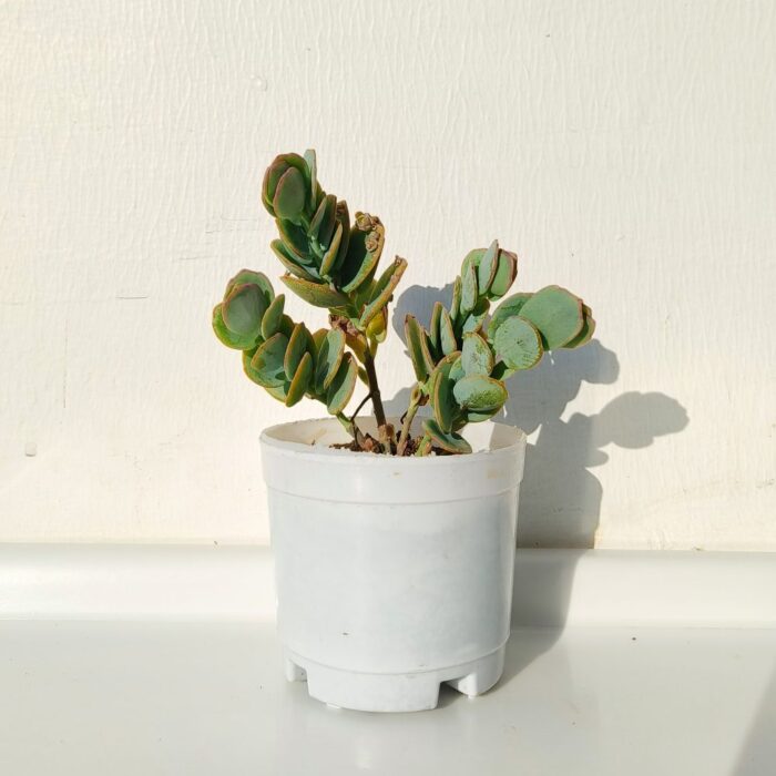 kalanchoe 01 Kalanchoe marnieriana