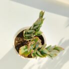 Kalanchoe marnieriana