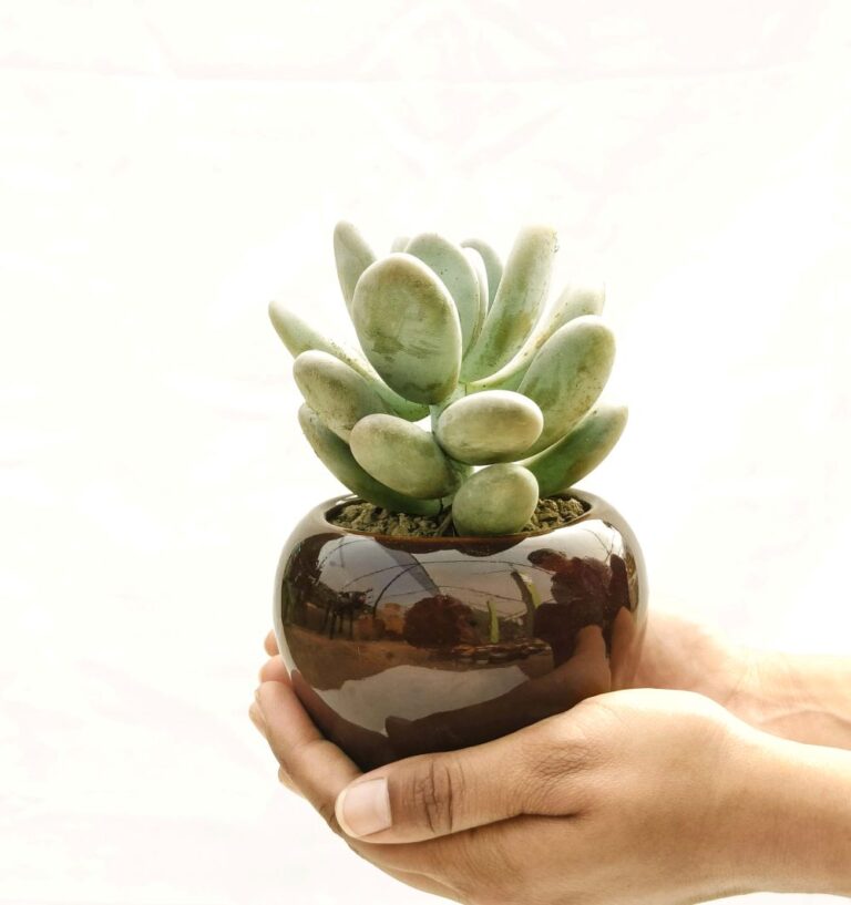 Do Succulents Need Sun?