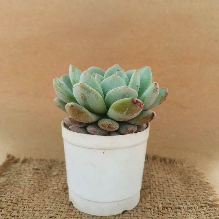 pink echeveria