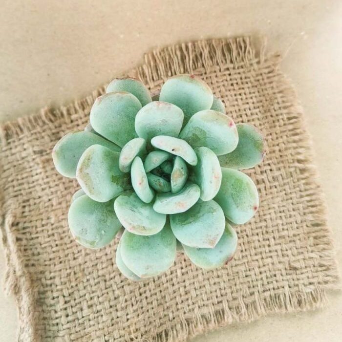 pink echeveria