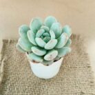pink echeveria