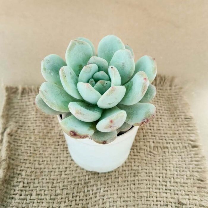 pink echeveria