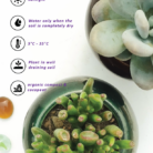 succulent plant care