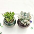 gollum succulent plant