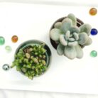 moonstone succulent plant with pot