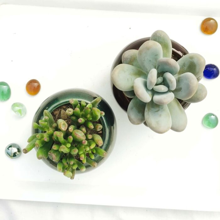 moonstone succulent plant with pot