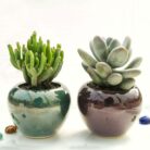 Set of 2 Succulent plants
