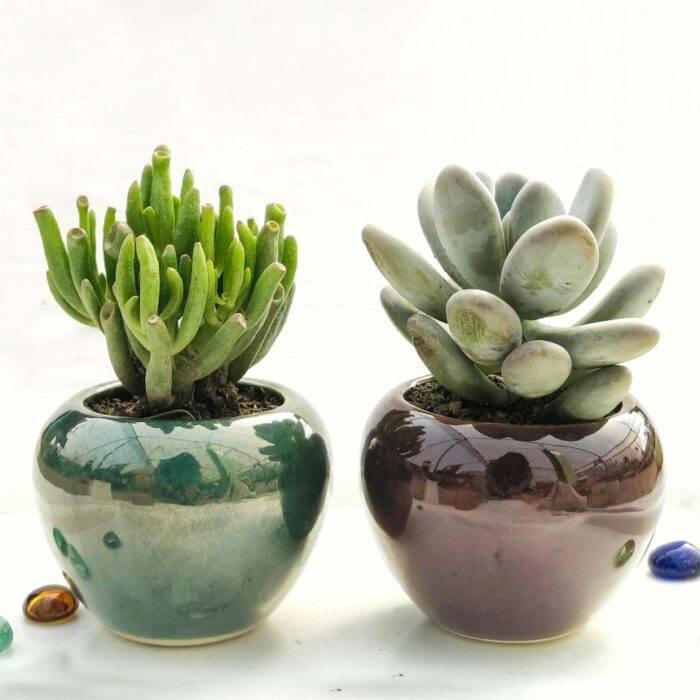 Set of 2 Succulent plants
