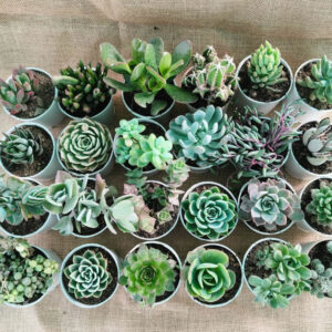 assorted succulent set of 30