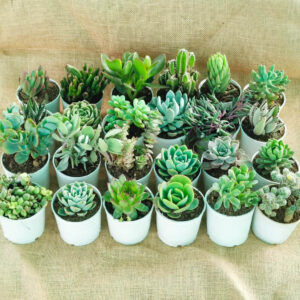 Assorted succulent set of 30 (bare rooted)