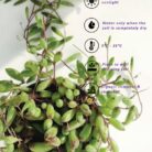 string of rubies care