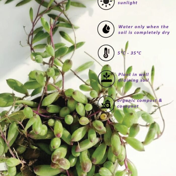 string of rubies care