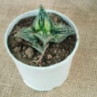Tiger jaw succulent plant