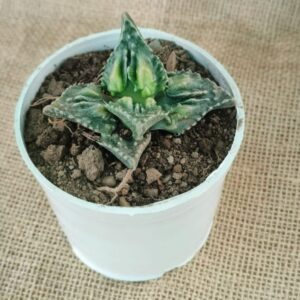 Tiger jaw succulent plant