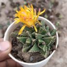 tiger's jaw succulent plant