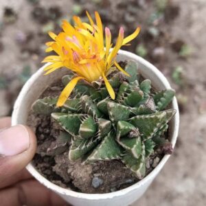 tiger's jaw succulent plant