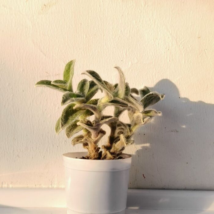 white velvet