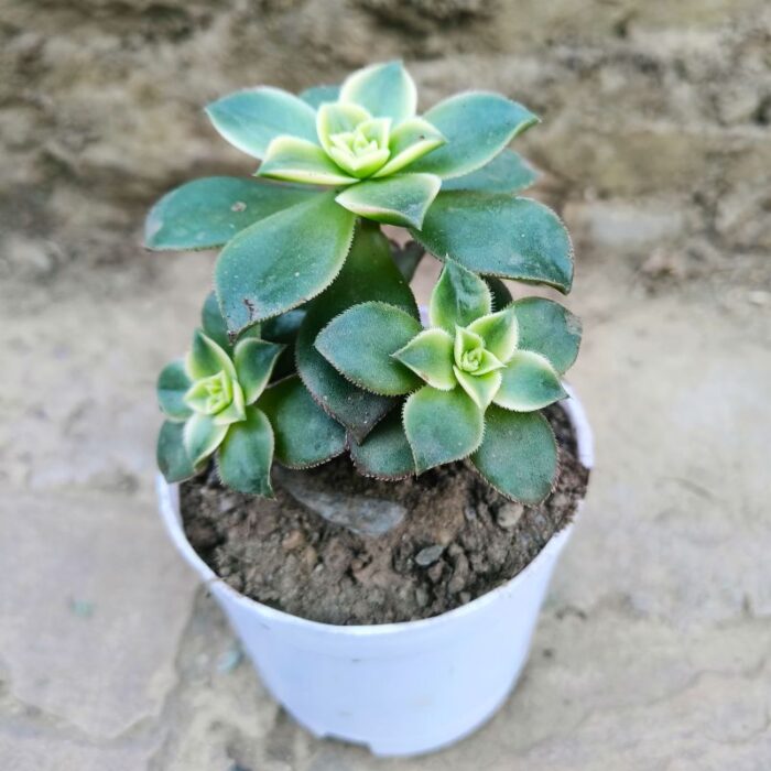 variegated kiwi