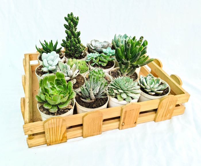 All About Succulent Plants