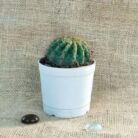 Barrel cactus