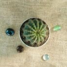 Barrel cactus
