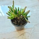 Crassula gollum
