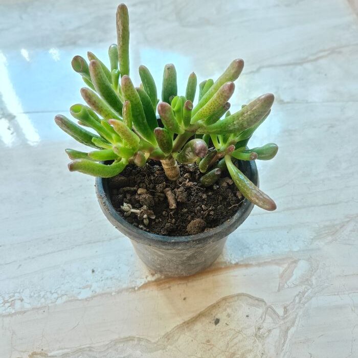 Crassula gollum
