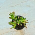 Crassula gollum