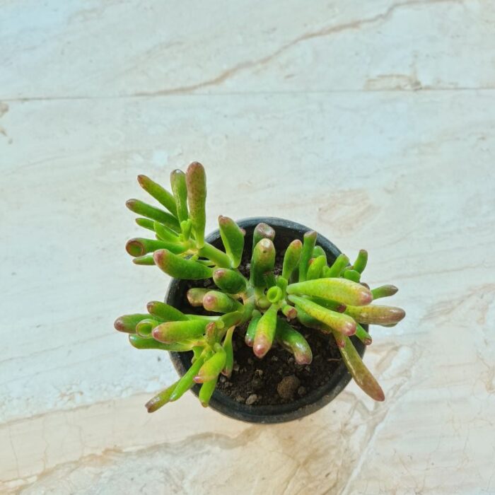 Crassula gollum